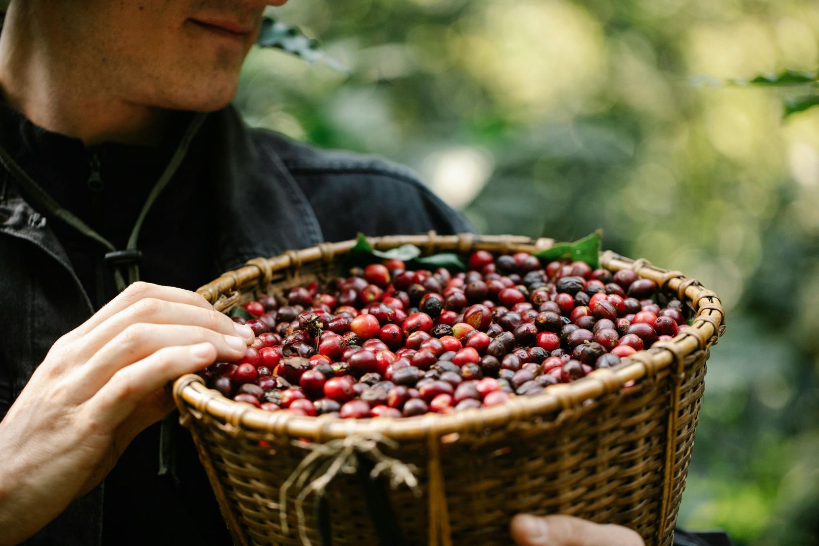 coffee farmer holding woven basket of ripe red coffee cherries